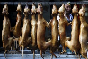 chinese market dogs